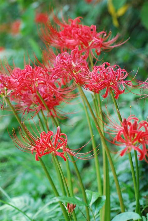 彼岸花風水|彼岸花（ヒガンバナ）ってどんな花？別名や赤・黄色。